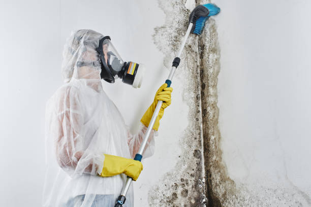 Best Mold Remediation for Specific Building Types in Indian River Estates, FL