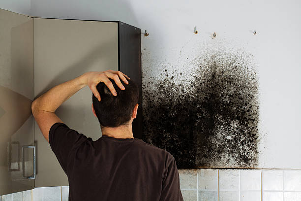 Best Industrial Mold Remediation in Indian River Estates, FL